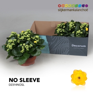 Kalanchoe No Sleeve - Yellow