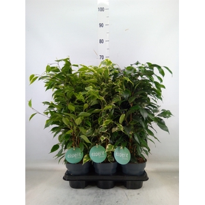 Ficus benja.   ...mix
