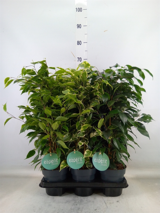 <h4>Ficus benja.   ...mix</h4>