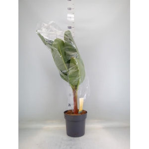 Musa  'Dwarf Cavendish'