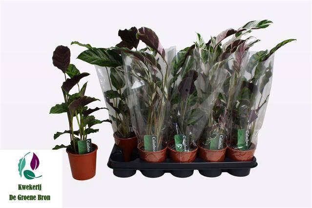 <h4>CALAT GEM 3 SRT</h4>