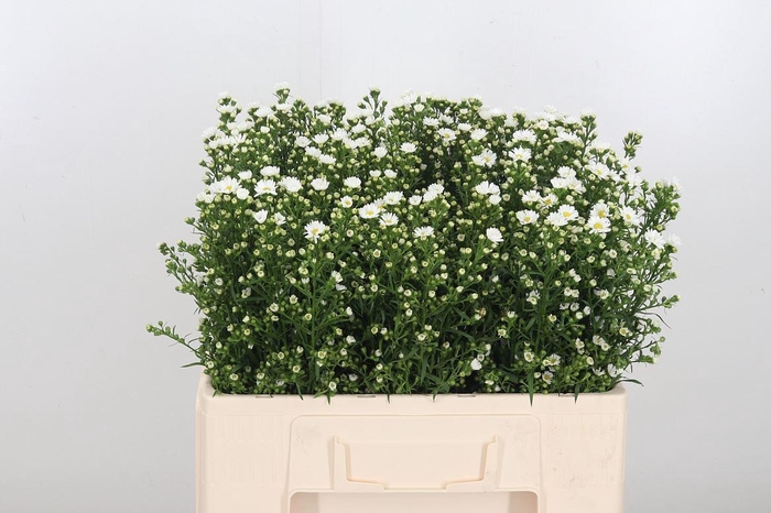 <h4>Ast U Paquita</h4>