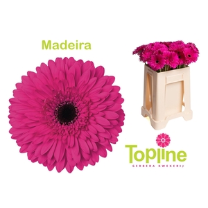 GE GR MADEIRA
