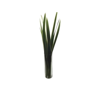 FOLHAGEM FORMIO VERDE