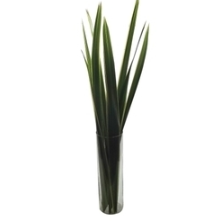 <h4>FOLHAGEM FORMIO VERDE</h4>