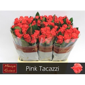Rosa GR 'Pink Tacazzi'