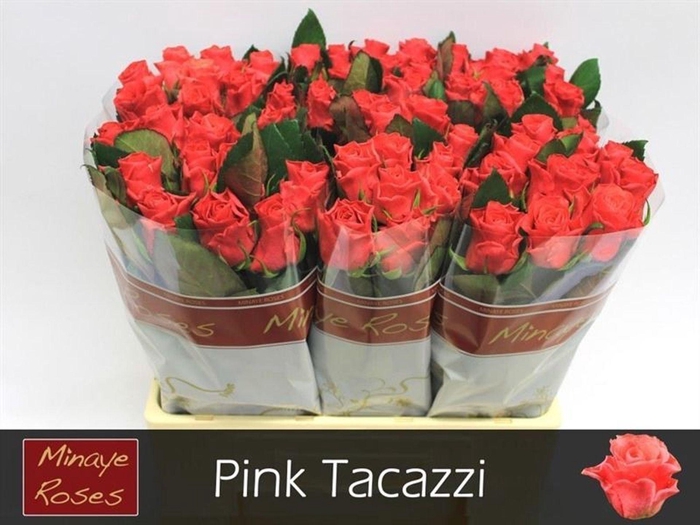 <h4>Rosa GR ' Pink Tacazzi+'</h4>