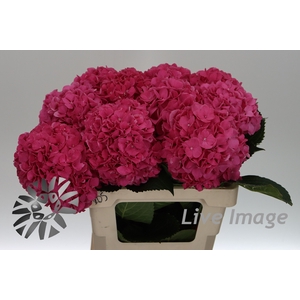 Hydrangea glowing alps