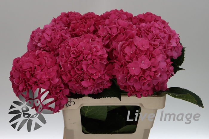 Hydrangea glowing alps