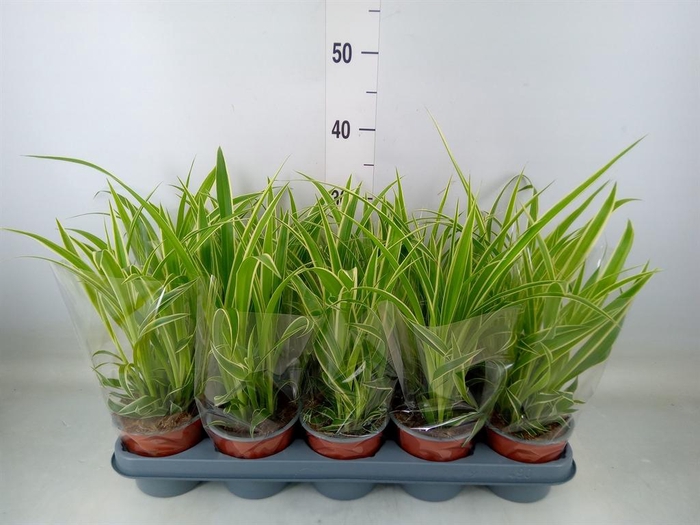 <h4>Chlorophytum com.</h4>