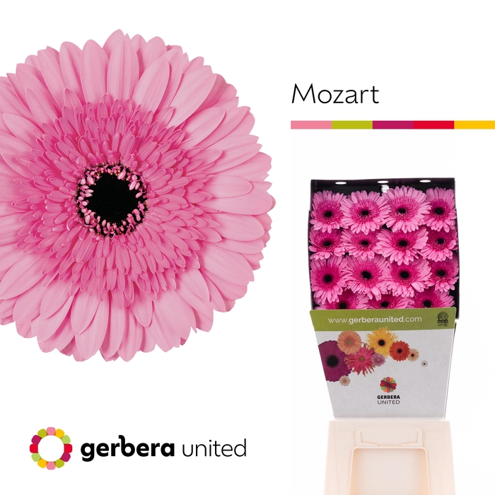 Gerbera Mozart Diamond