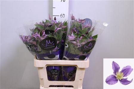 <h4>Clematis integrif. 'Amazing Rome'</h4>
