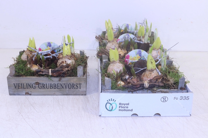 <h4>ARR BOL KNOLGEWAS</h4>