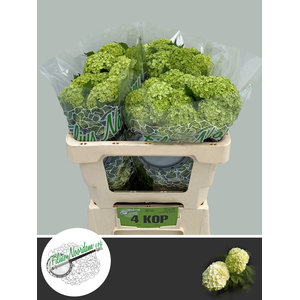 Viburnum Greenhouse 4 Kop Filius