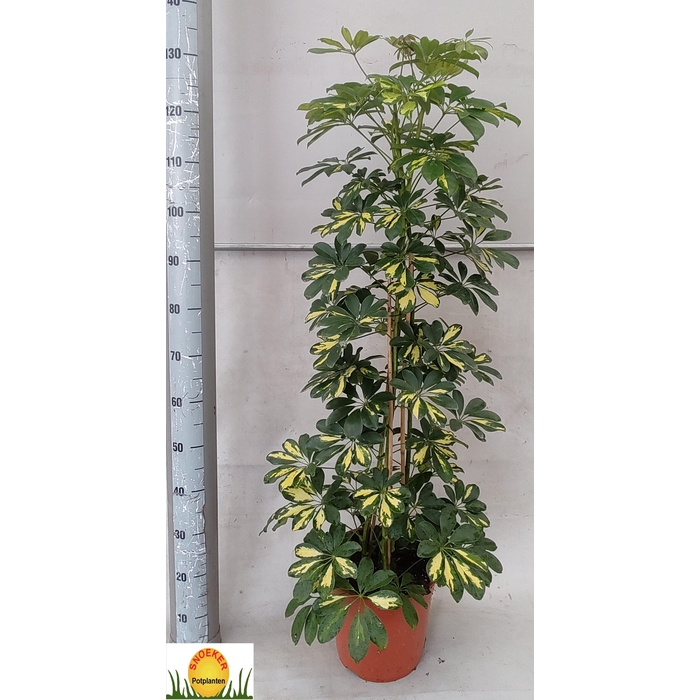 <h4>SCHEF AR GOLD CAPELL</h4>