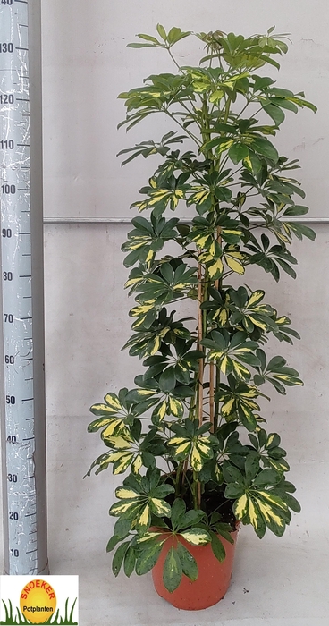 SCHEF AR GOLD CAPELL