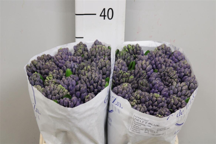 <h4>Hyac Delft Blue</h4>