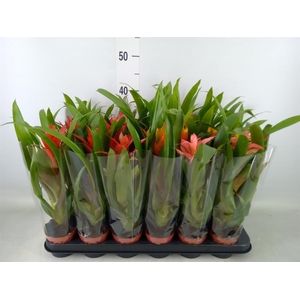 Guzmania   ...mix
