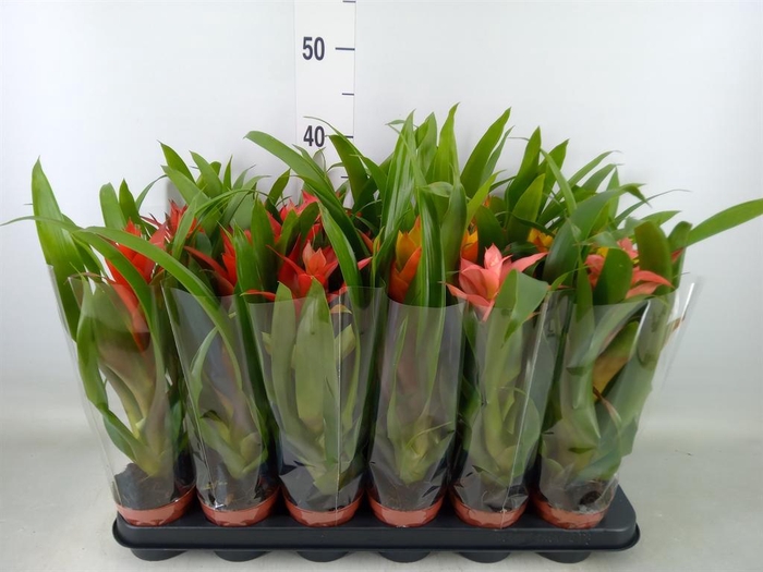 <h4>Guzmania   ...mix</h4>