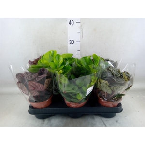 Peperomia