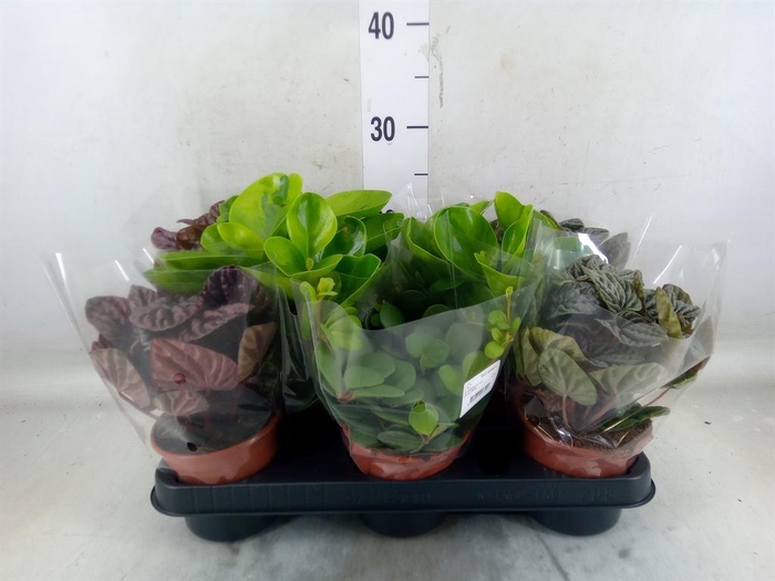 <h4>Peperomia</h4>