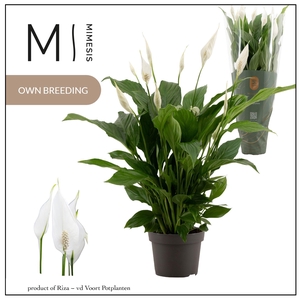 Spathiphyllum Strauss Mimesis