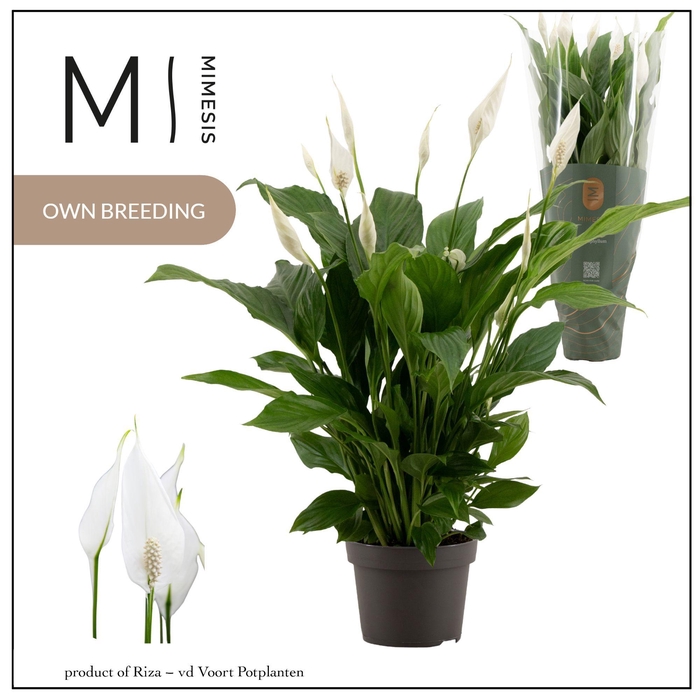 <h4>Spathiphyllum Strauss Mimesis</h4>