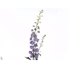 Delphinium El Lilac Conce