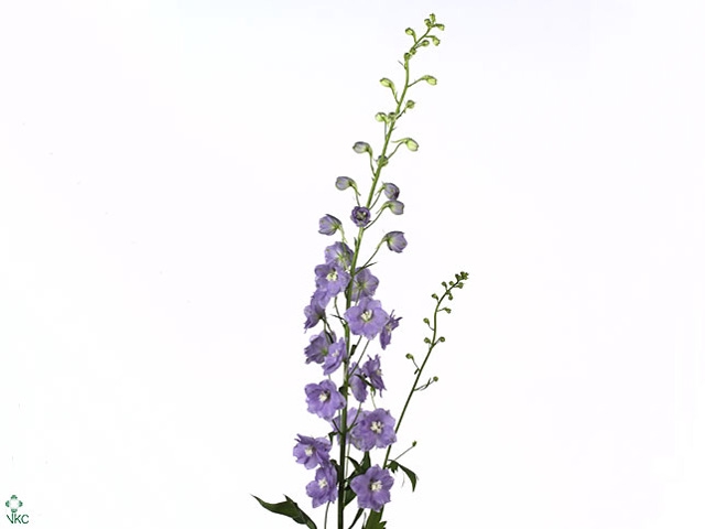 Delphinium El Lilac Conce