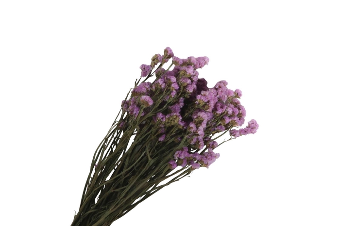 <h4>Statice Blauw Natural</h4>