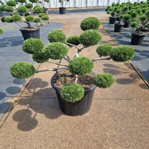 Pinus nigra 'Brepo'® Bonsai 60/70 C35