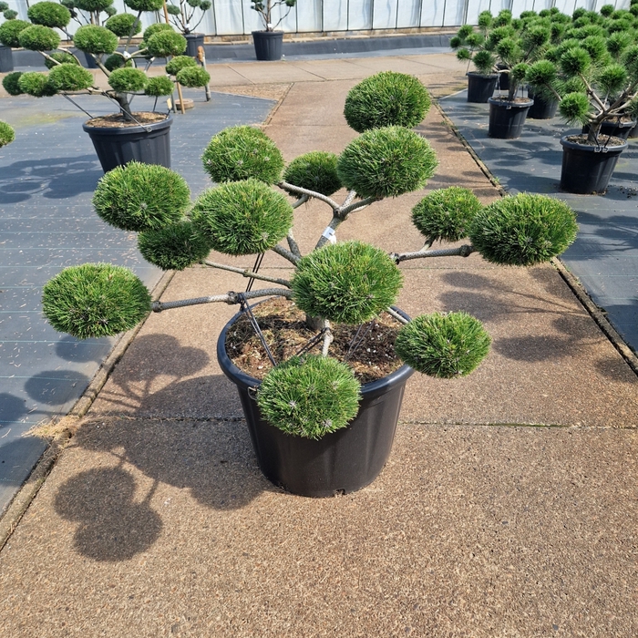 <h4>Pinus nigra 'Brepo'® Bonsai 60/70 C35</h4>