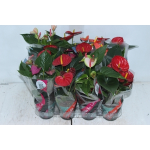 ANTHURIUM VARIADO P09