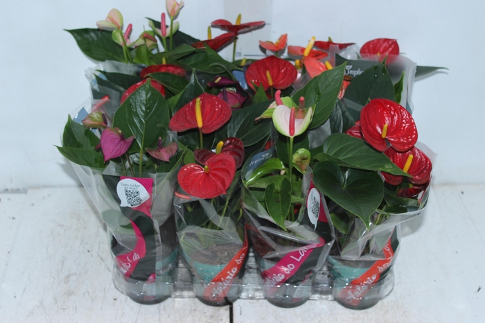 <h4>ANTHURIUM VARIADO P09</h4>