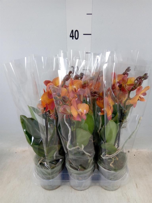 <h4>Phalaenopsis multi.   ...orange</h4>