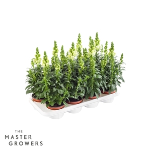 Antirrhinum Majus wit