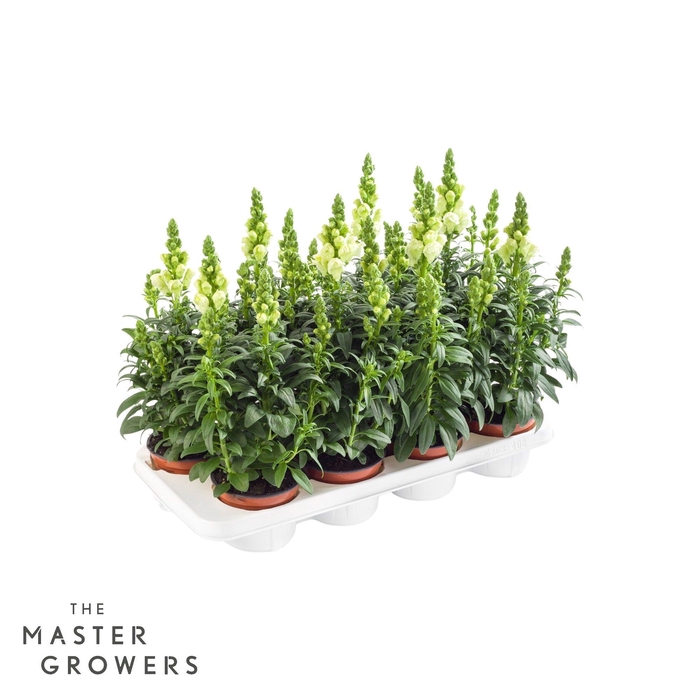 <h4>Antirrhinum Majus wit</h4>