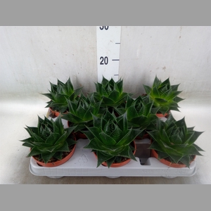Aloe aristata 'Cosmo'