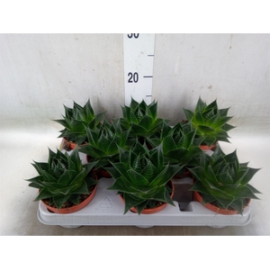Aloe aristata 'Cosmo'