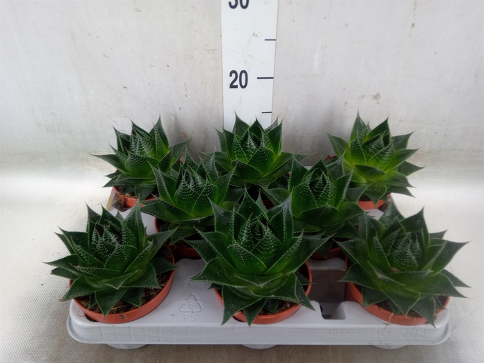 <h4>Aloe aristata 'Cosmo'</h4>