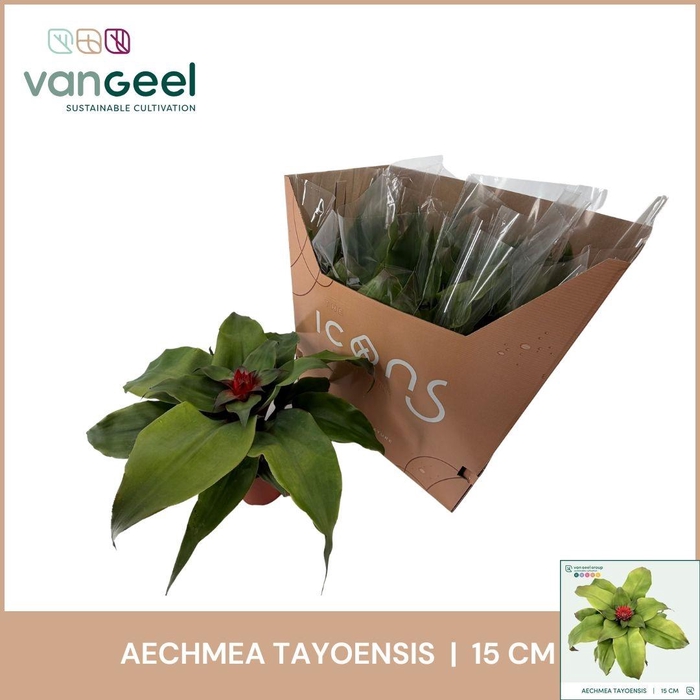 <h4>AECH TAYOENSIS</h4>