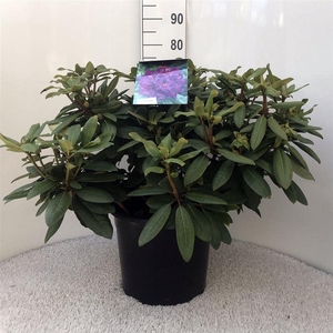 Rhodo. 'Azurro' purple