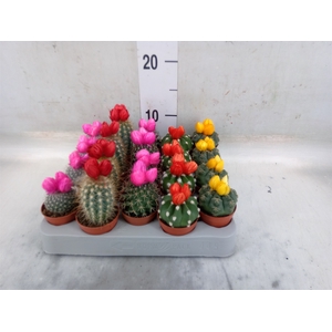 Cactus   ...decorated