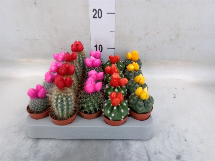 <h4>Cactus   ...decorated</h4>