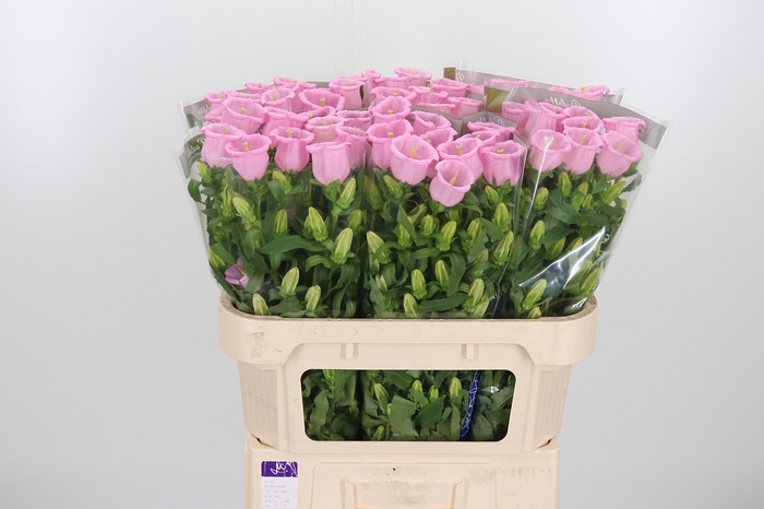 <h4>Camp M Cam Pear Pink</h4>