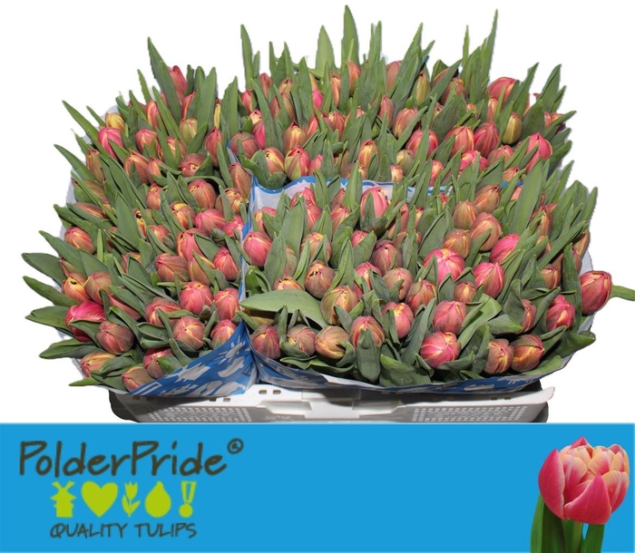 <h4>Tu Du Columbus</h4>