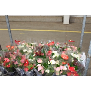 ANTHURIUM VARIADO P12