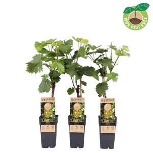 Vitis overig wit