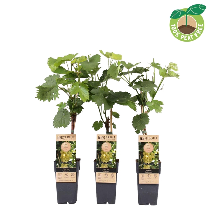 <h4>Vitis overig wit</h4>