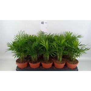 Chamaedorea elegans